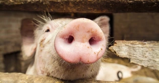 Mâncăm mai mult porc românesc, dar la prețuri mai mari. Importurile scad, prețurile cresc