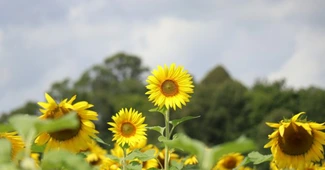 Ce mai recoltăm în toamna aceasta? Fermierii au cultivat cu 353.000 de hectare mai puțin în primăvară, cea mai mică suprafață din ultimii șase ani