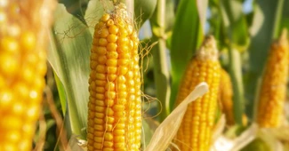 Randament record la porumb. Producția ar putea sări de 7,8 milioane de tone pe fondul reducerii suprafețelor