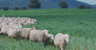 ”Adoptă o oaie” și primești brânză acasă în fiecare lună. Platforma Hambar aduce produsele de la micii producători direct acasă și pregătește adopția de animale, stupi și pomi fructiferi