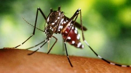 Al doilea caz de infectare cu virusul Zika a unui român