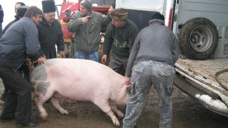Comisarul european pentru agricultură: pesta porcină trebuie luată în serios şi să se prevină răspândirea ei
