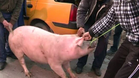 Planurile lui Daea: Cel puţin un abator mobil în fiecare comună