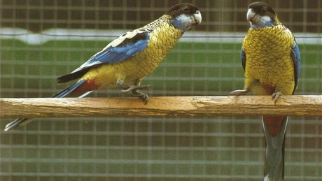 Acţiune de verificare a comerţului cu animale. Amenzi de peste un milion de lei