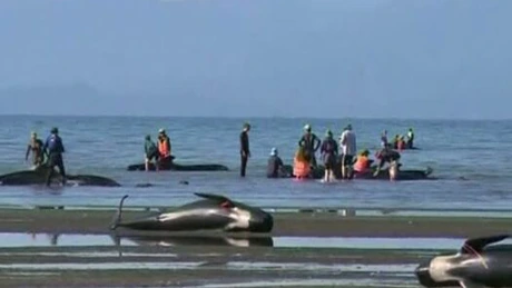 Japonia reia pescuitul comercial de balene