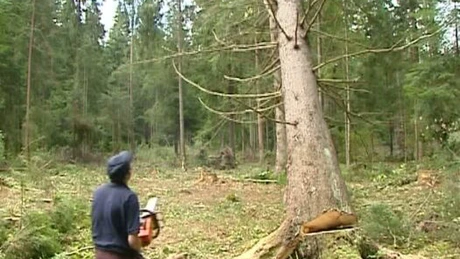 CCR a admis o obiecţie de neconstituţionalitate la legea de aprobare a OUG privind înfiinţarea Gărzilor forestiere