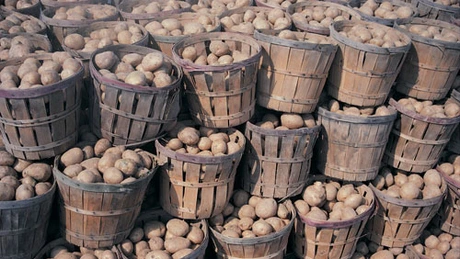 Românii nu mai vor să cultive cartofi. Îi omoară importurile şi evaziunea fiscală
