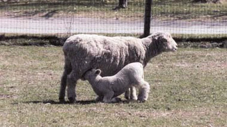 Daea: De la 1 noiembrie începe acordarea subvenţiilor pentru crescătorii de ovine şi caprine