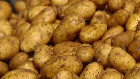 Importurile de cartofi la preţuri de dumping provoacă pierderi semnificative fermierilor români