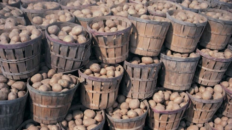 Guvernul a alocat 7,45 mil. lei despăgubiri pentru recolta de cartof afectată de dăunători în 2010