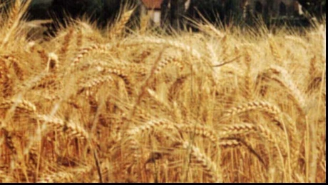 România a exportat peste 5 milioane tone de grâu în anul 2013/2014, în creştere cu 81% faţă de 2012/2013