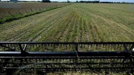 O companie din Serbia ar putea importa 15.000 de tone de soia din România
