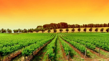 Seceta a afectat sectorul viticol din România