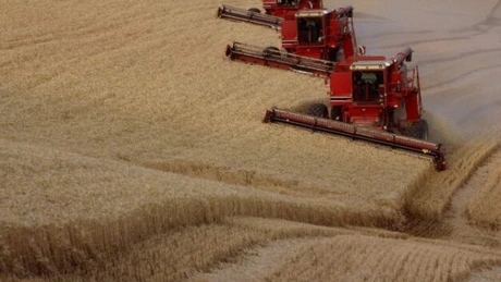 România, cel mai mic randament din UE la producţia de grâu şi porumb