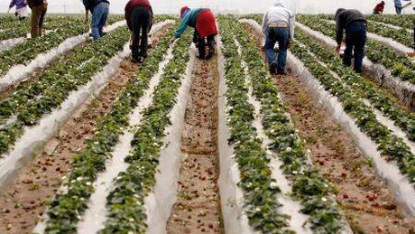 Fermierii britanici se tem că românii vor refuza din 2014 posturile de culegători de fructe sezonier