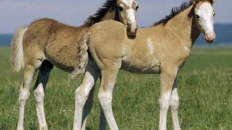 Furnizori polonezi implicaţi în scandalul cărnii de cal în Germania