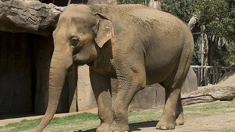Comisia Europeană cere informaţii despre elefantul Tania de la Târgu Mureş