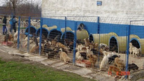 Taxă de 170 de lei pentru adopţia unui câine din adăposturile Primăriei Capitalei