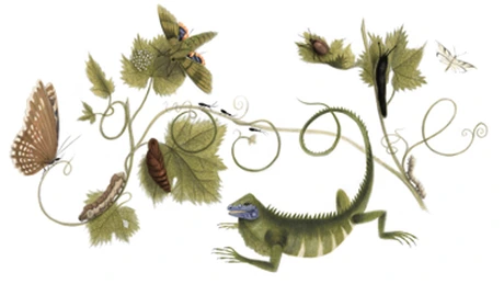 Google o sărbătoreşte pe naturalista şi artista germană Maria Sibylla Merian