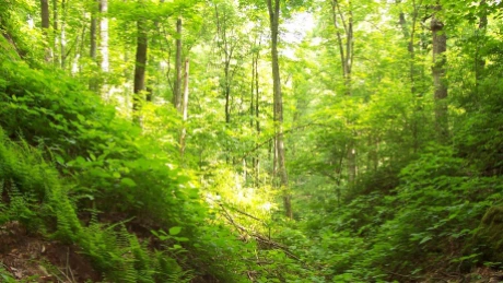Suprafaţa fondului forestier din România a rămas constantă anul trecut, la 6,52 mil. hectare