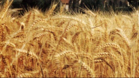România a exportat cu 21,5% mai puţin grâu şi porumb în primul trimestru, până la 755.367 tone