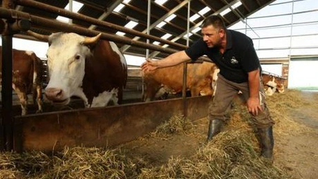 Patru cazuri de antrax, depistate în Republica Moldova