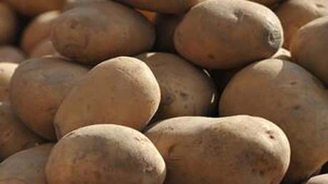 Harghita: Producţia de cartofi va fi afectată de secetă