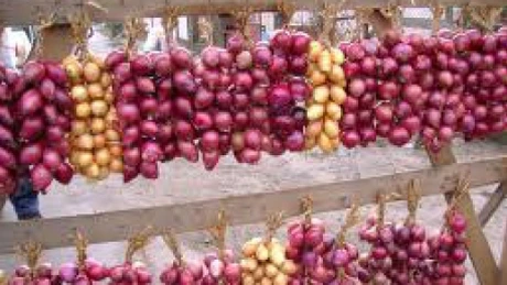 Exporturile de ceapă, usturoi şi praz, de 18 ori mai mici, în primele patru luni din 2013