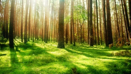 Emisiile de CO2 au adus pădurile europene aproape de punctul de saturaţie