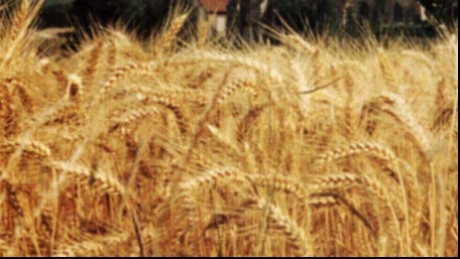Preţurile sunt scăzute la cereale din cauza competitorilor din Rusia şi Ucraina