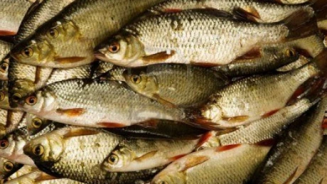 Bursa peştelui de la Tulcea va fi realizată în doi ani, cu o finanţare de 5 mil. euro