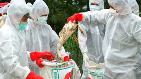 China interzice importurile de carne de pasăre din Slovenia, Ungaria, Germania şi Ucraina, din cauza gripei aviare