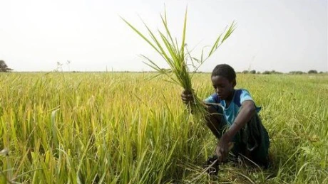 Programul Alimentar Mondial mai are nevoie de un miliard de dolari pentru nevoile pe 2014