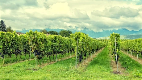 Vinexport Vrancea a intrat în insolvenţă