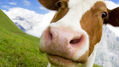 UE va putea din nou să exporte bovine vii în Rusia