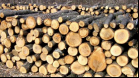 Volumul de lemn exploatat în România în 2013 a scăzut cu 1,2%, la 16,778 milioane de metri cubi