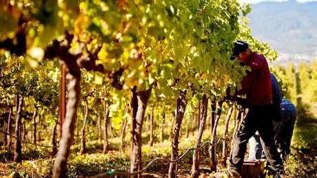 Consumul de vin creşte cu 50% în decembrie faţă de o lună normală; românii preferă vinurile roşii