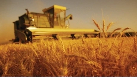 Egiptul a cumpărat încă 60.000 de tone de grâu din România