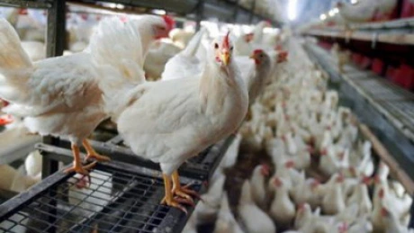 Mai multe cazuri de infecţie cu gripă aviară descoperite în estul Ungariei