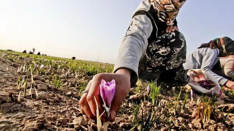 Iran: Exportul de şofran a crescut cu 36% în primele şase luni ale acestui an