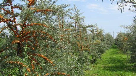 Un bucovinean a investit 1.000 de euro într-o cultură de cătină albă. Acum câştigă 10.000 de euro