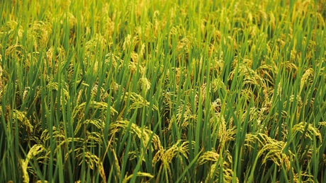 România redevine mare cultivator de orez. Italienii dirijează producţia