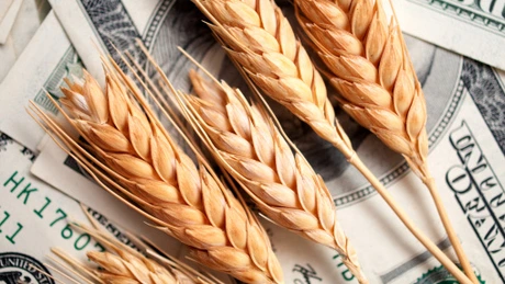 Agenţia SUA pentru Agricultură: Producţia de grâu a României e mai slabă decât anul trecut