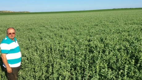 Cum se cultivă coriandrul – planta cu care fermierul Gheorghe Lămureanu recoltează profit de peste 20 de ani