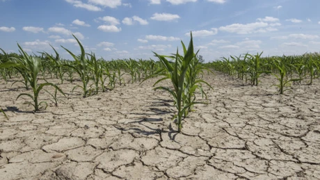 Ministrul Agriculturii: În acest moment, 136.000 de hectare sunt afectate de secetă în proporţie de 30-70%
