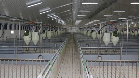 UniCredit pariază pe carnea de porc. Credite uriaşe către cei mai mari producători din România