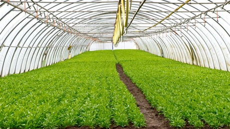 UniCredit Leasing estimează pentru acest an o creştere cu peste 20% a finanţărilor pentru agricultură