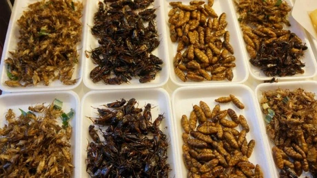 Muştele, viermii şi greierii ca surse de hrană, pe agenda factorilor de decizie din UE