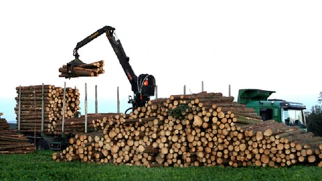 Masa lemnoasă provenită din fondul forestier proprietate publică va putea fi valorificată la bursă