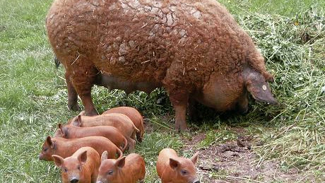 Camera Deputaților a votat proiectul de lege pentru susținerea creșterii și reproducerii de porci din rasele Bazna și Mangalița